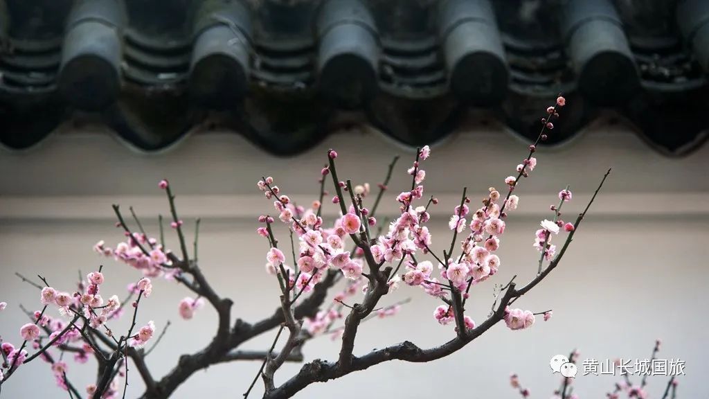 金枝玉叶雪中踏山盟海誓不变心什么生肖，全面释义、详细解答解释落实