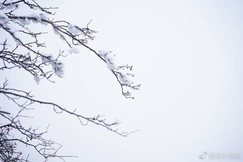 金枝玉叶雪中踏山盟海誓不变心什么生肖，全面释义、详细解答解释落实
