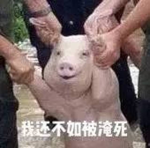 十八四六送特码，猪虎蛇羊有搞头打猜一最佳准确生肖详细解答、详细解答解释落实